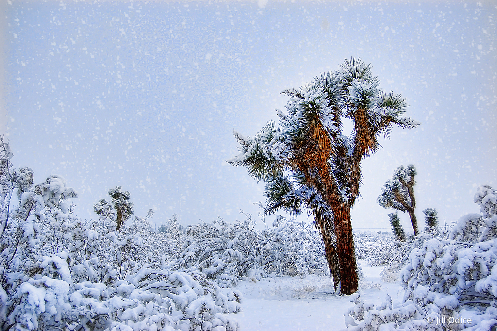 Mojave Desert Snowstorm