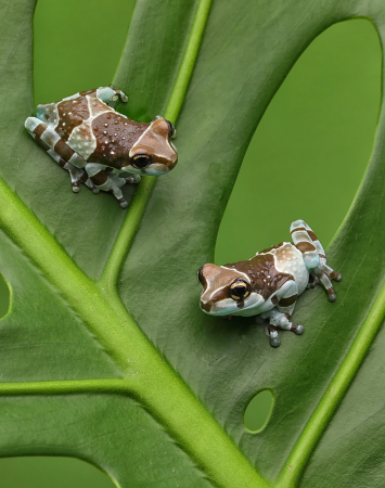 Two Milk Frogs