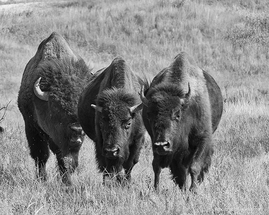 Powerful American Bison black and white