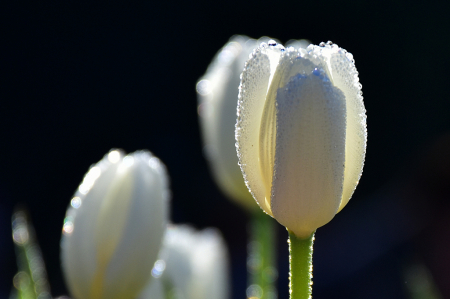 Beauty of White