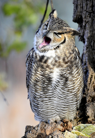 Yawning Owl