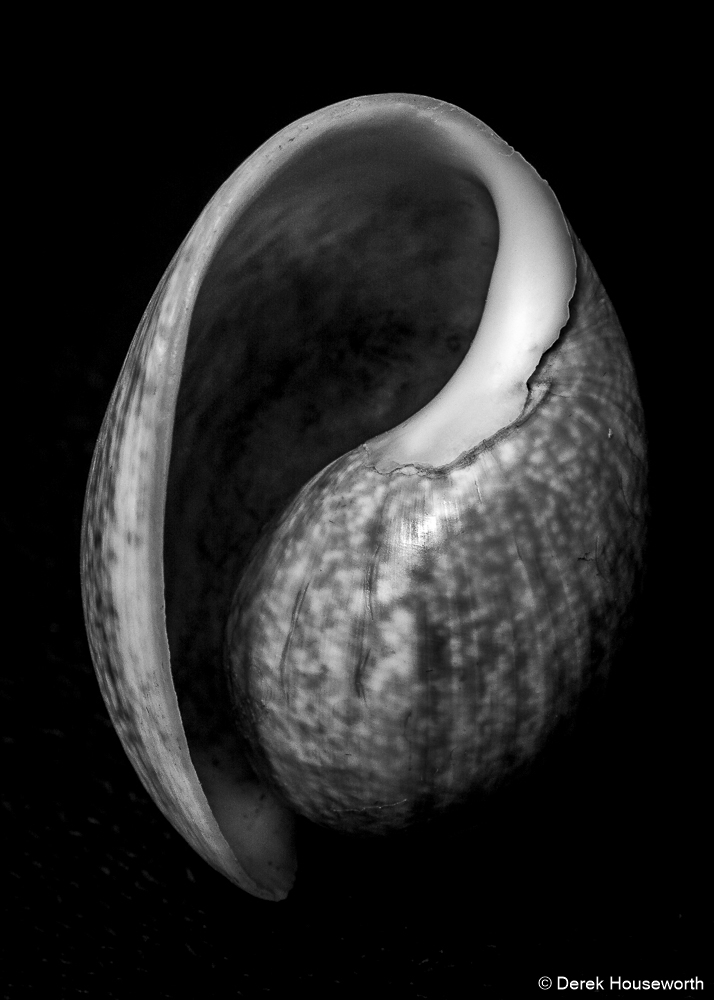 Gastropod Shell