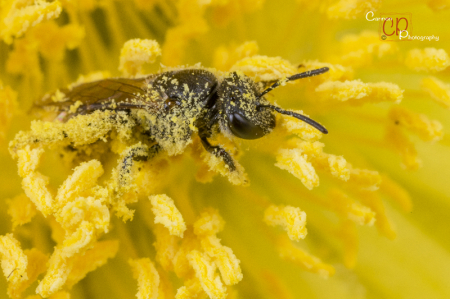 Dusted with pollen