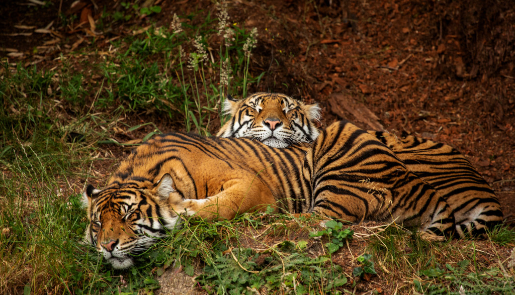 Let Sleeping Tigers Lie