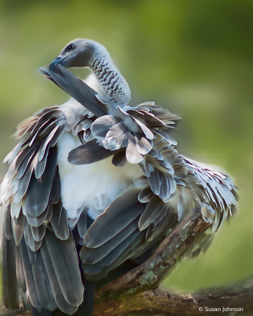 Buzzard Preening?