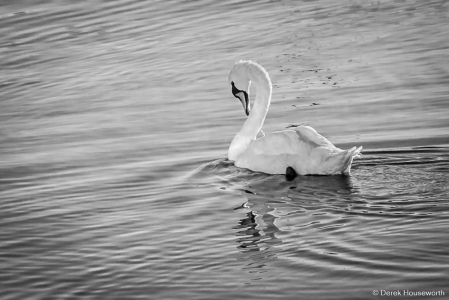 Mute Swan