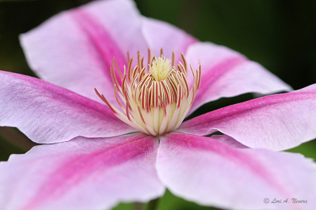 Clematis 5