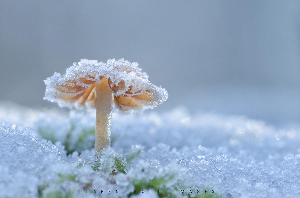 Frosty Mushroom