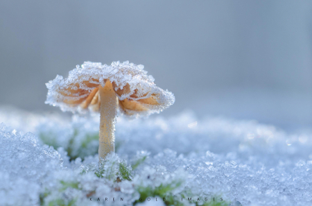 Frosty Mushroom