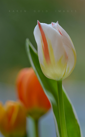 Trio of Tulips