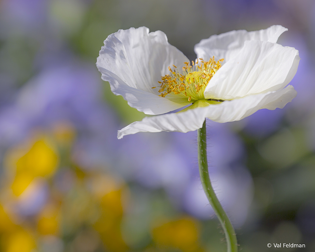 Poppin' Poppies