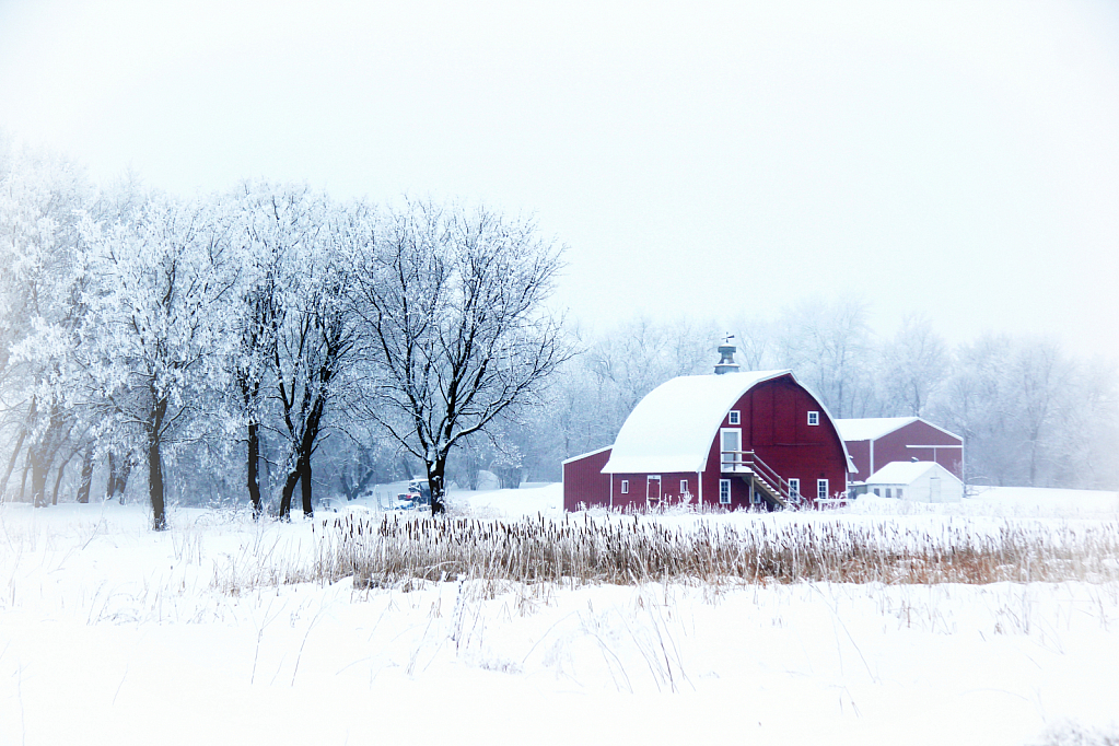 Foggy, Frosty Morning