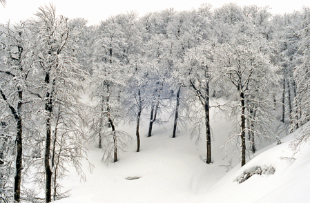 Winter wood.