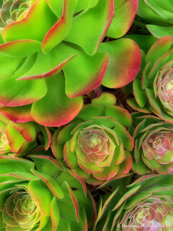 ~ ~ PLENTY OF SUCCULENT ~ ~ 