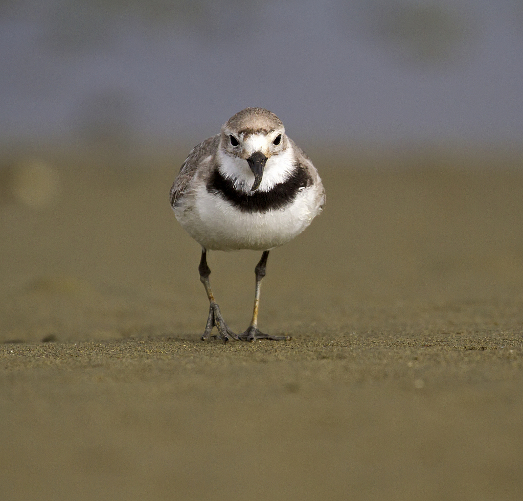 New Zealand wrybill