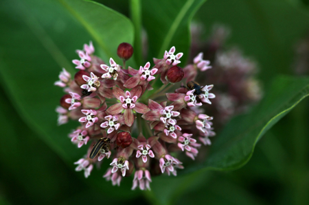 More Milkweed