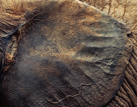 Elephant Ear