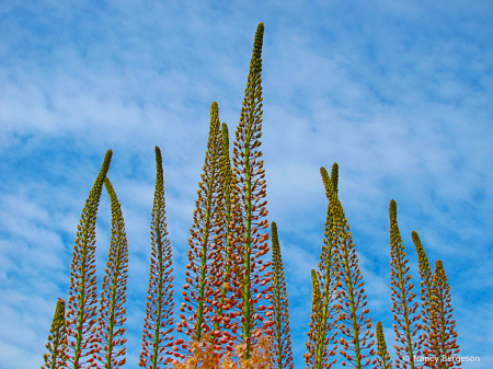 Reaching for the Sky