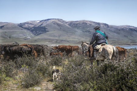 Gaucho Herding Cattle  