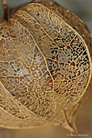 Skeletal Remains of Chinese Lantern Seed Pod