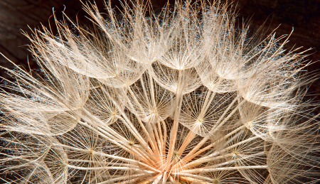 Dandelion inner structure