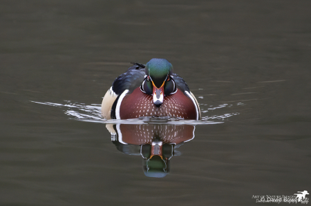 Winter Wood Duck Reflections