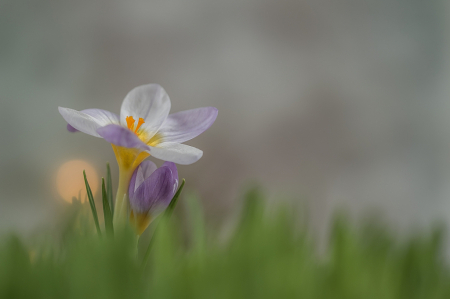 Morning Crocus