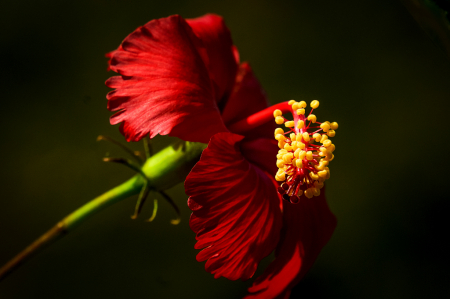 Red,Green and Yellow