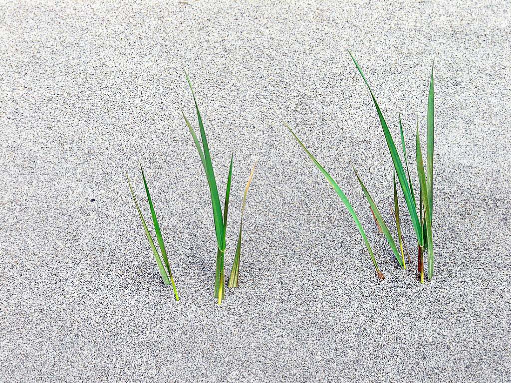 Beach Grass