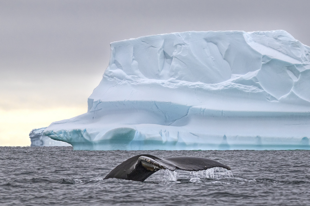 Humpback Diving Among the Icebergs 