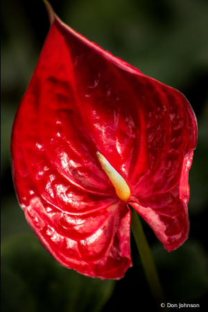 Anthurium Red 1-30-20 296