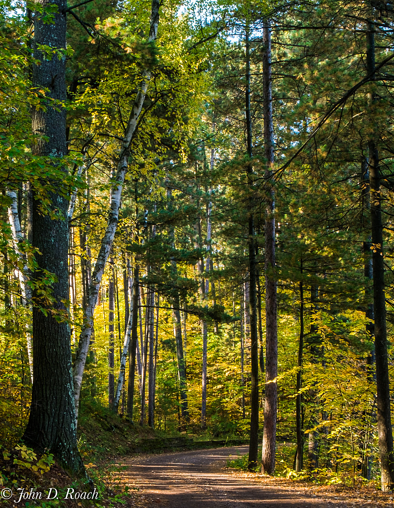 Path in the Woods