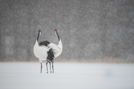 Red Crowned Cranes in the Snow
