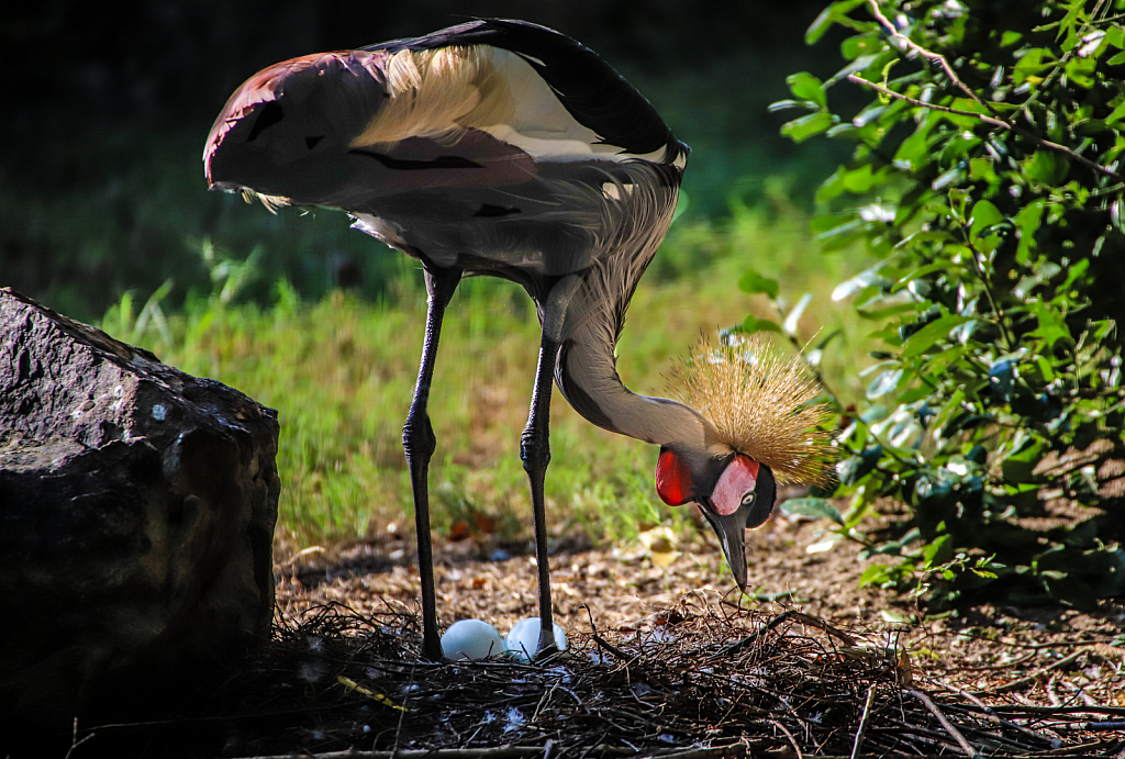 Crown Crane, nesting