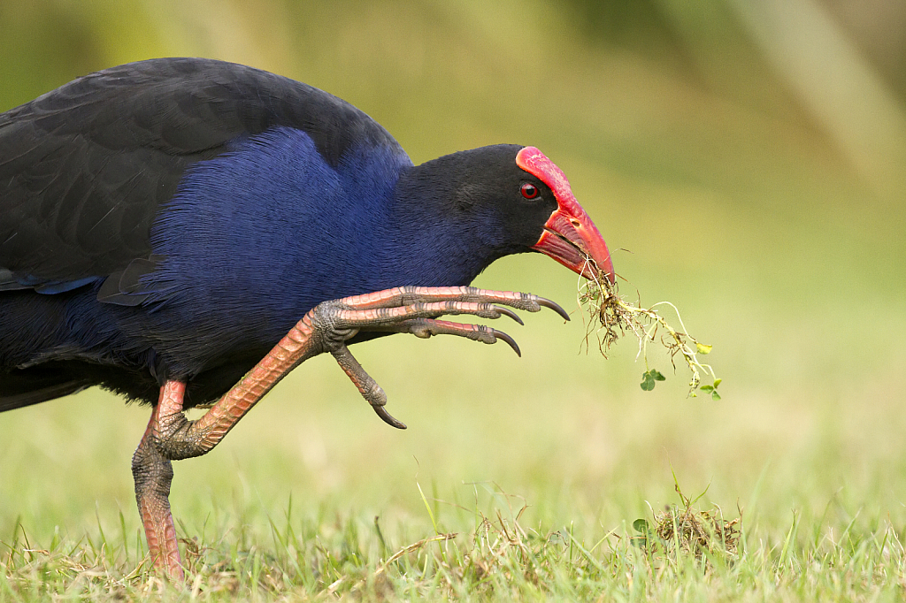 Pukeko with a snack