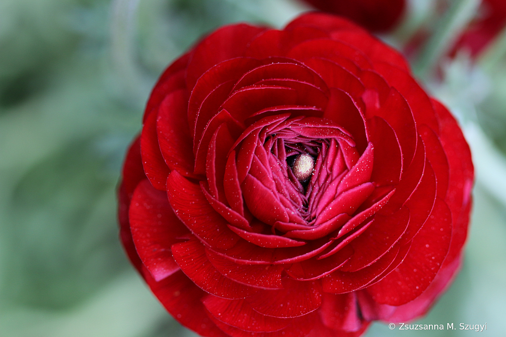 Ranunculus