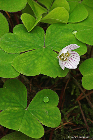 Three Leaf Clover 