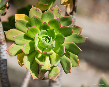 Berkeley Botanical Garden   