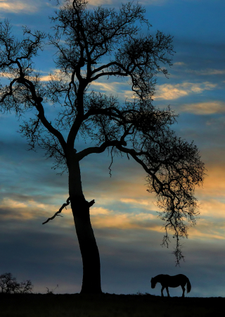 Lone Tree and Horse