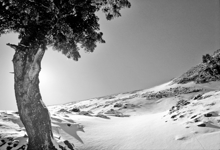 Standing alone on the frozen ridge.