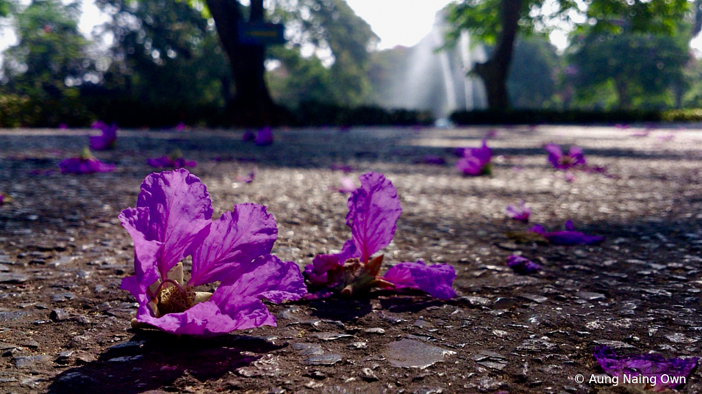 Flowers on the street