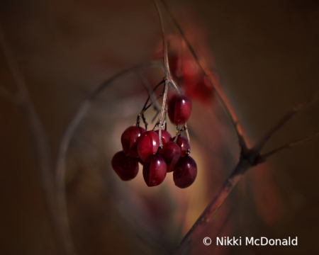 Winter Berries