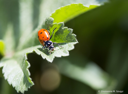 Ladybug 