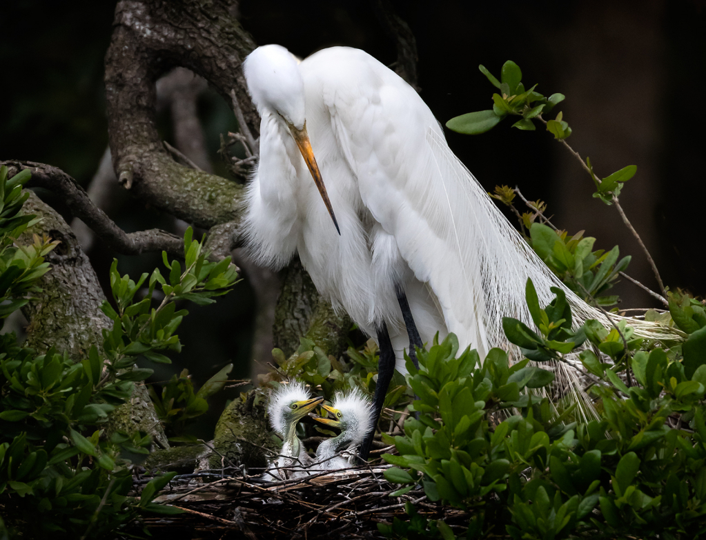 March 2020 Photo Contest Grand Prize Winner - Watching the Kids  