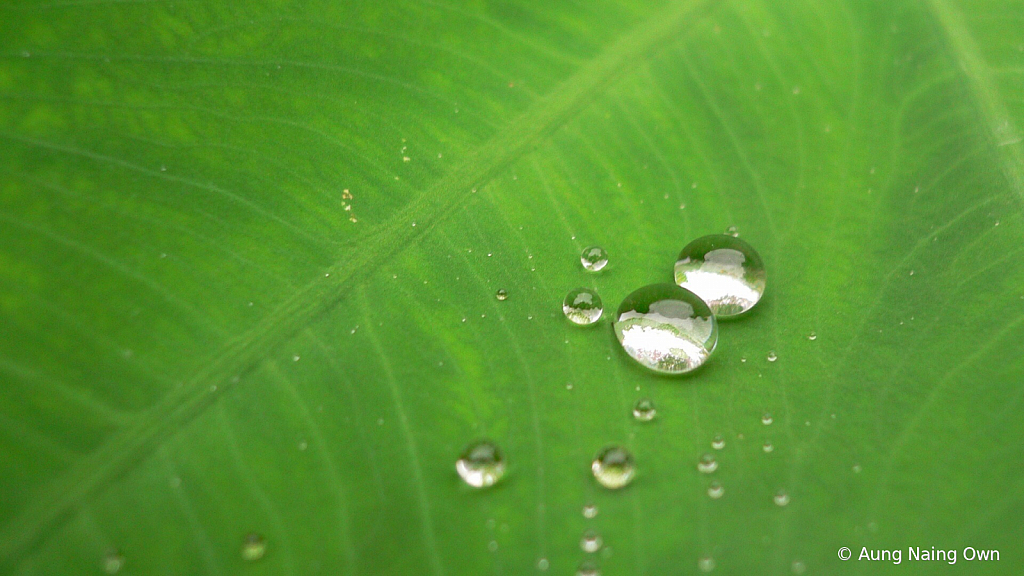 Water drops