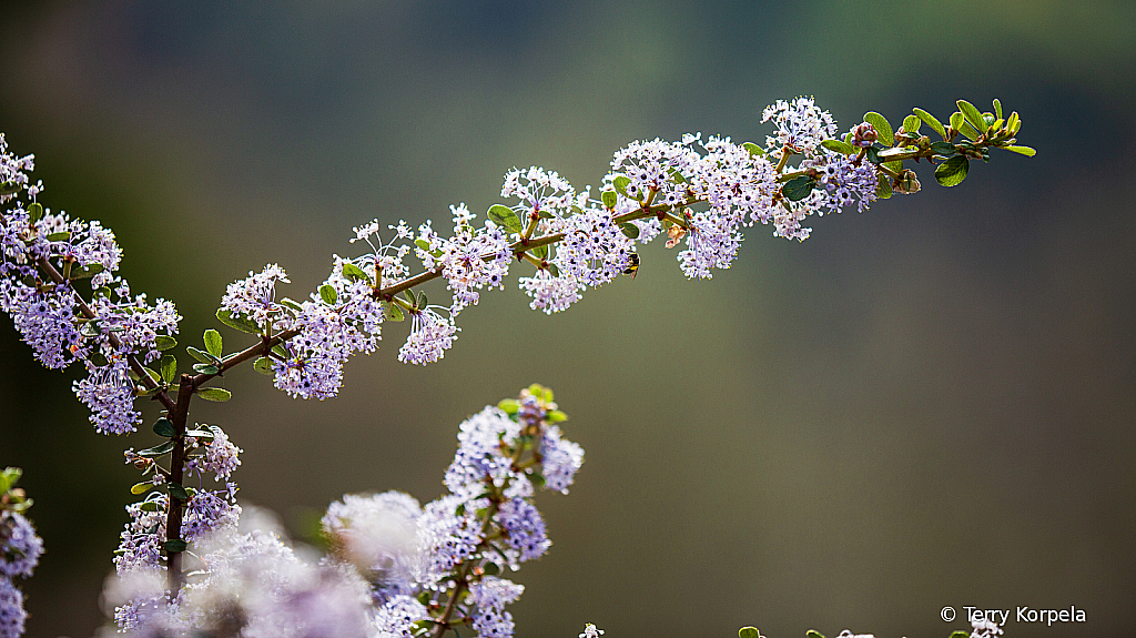 Berkeley Botanical Garden   