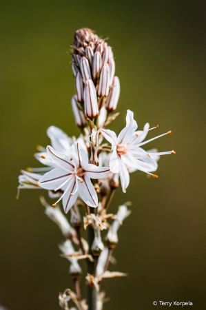 Berkeley Botanical Garden   