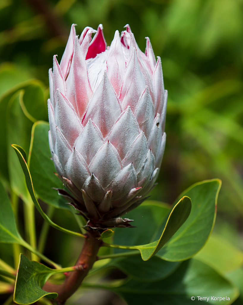 Berkeley Botanical Garden   