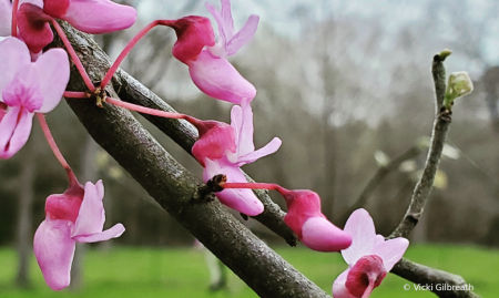 Hummingbird Tree