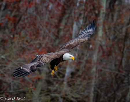 Eagle on the Move